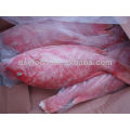 Pargo rojo congelado en venta